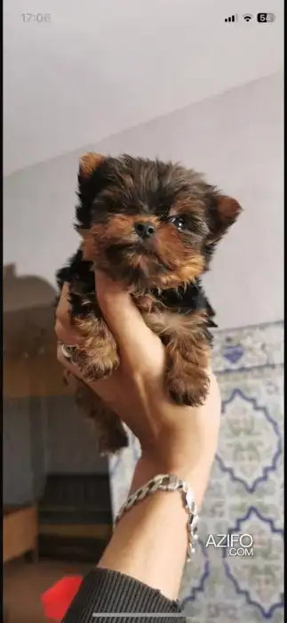 Chien Femelle Yorkshire Terrier Toy / Miniature in الدار البيضاء, MOROCCO | Azifo