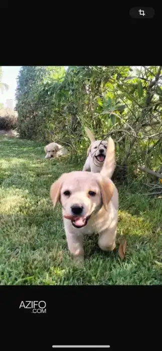 Chien Femelle Labrador Retriever in الدار البيضاء, MOROCCO | Azifo