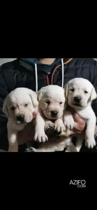 Chien Femelle Labrador Retriever in الدار البيضاء, MOROCCO | Azifo