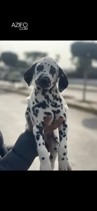 Portée de Chiots Dalmatien in الدار البيضاء, MOROCCO | Azifo