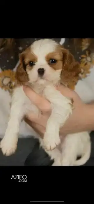 Chien Cavalier King Charles in الدار البيضاء, MOROCCO | Azifo