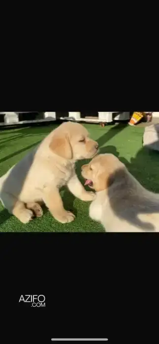 Portée de Chiots Labrador Retriever in الدار البيضاء, MOROCCO | Azifo