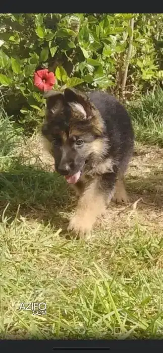 Portée de Chiots Berger Allemend in الدار البيضاء, MOROCCO | Azifo