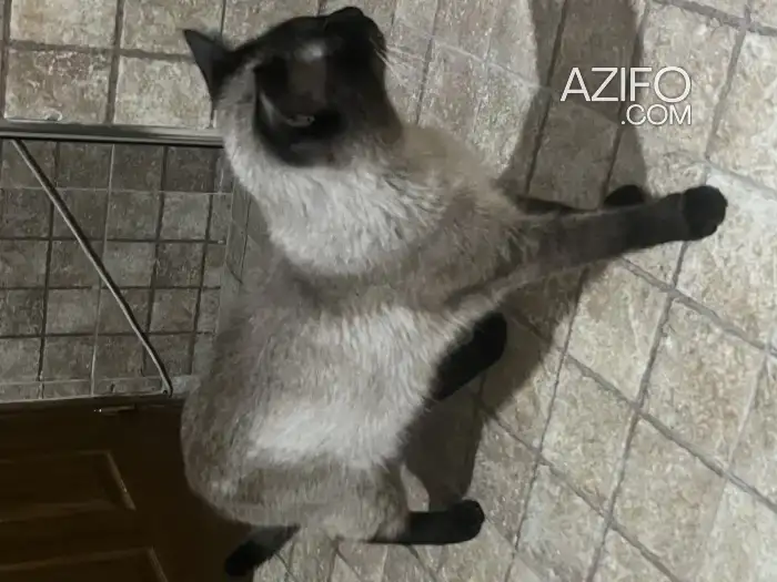 قط للبيع in Tanger-Assilah, MOROCCO | Azifo