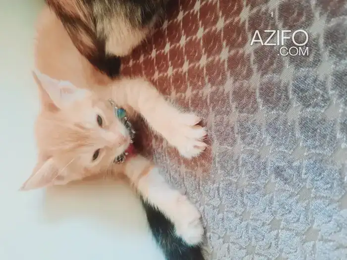 قط الاصفر in Casablanca, MOROCCO | Azifo