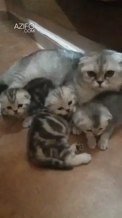 chatons Scottish Fold in Casablanca, MOROCCO | Azifo