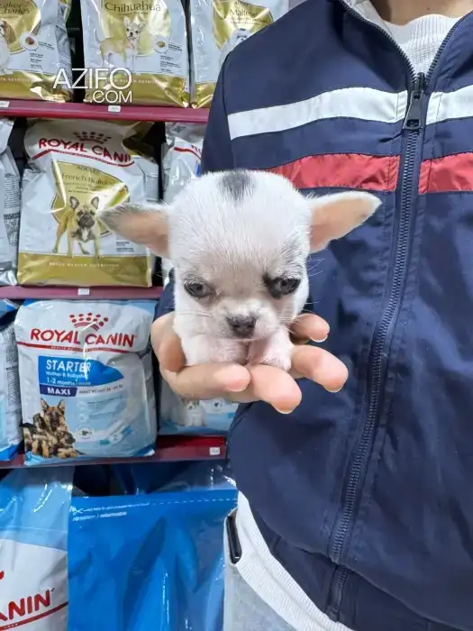 Chiot Femelle Chihuahua de 2mois in مراكش, MOROCCO | Azifo