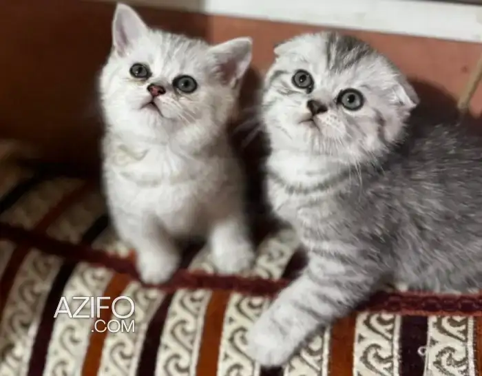 Scottish fold a vendre in Casablanca, MOROCCO | Azifo