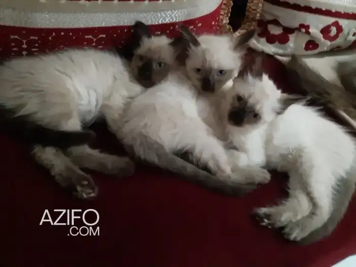 siamois A vendre in Casablanca, MOROCCO | Azifo