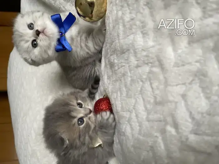 Chatons scottish fold in Rabat, MOROCCO | Azifo