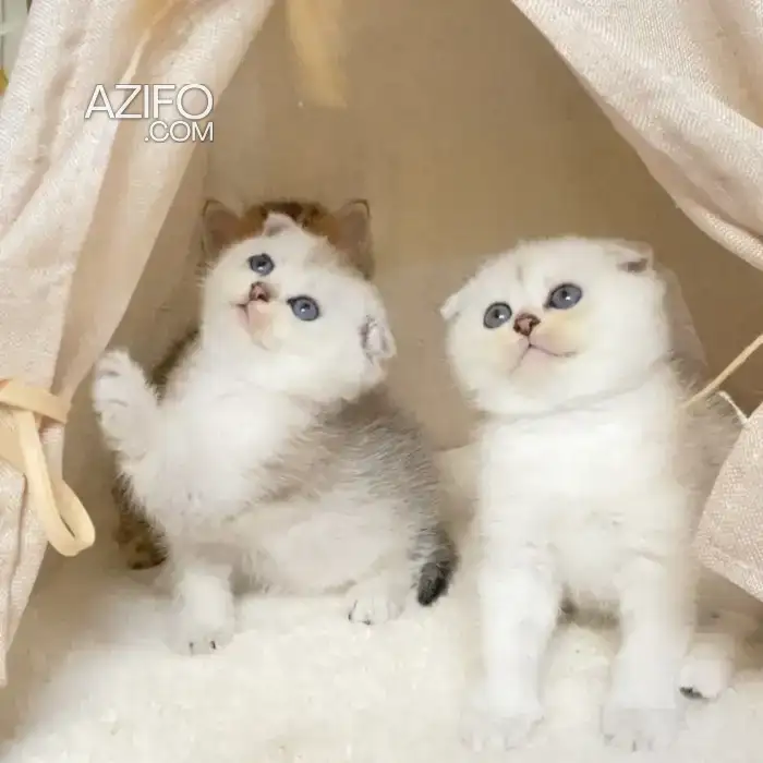 Chatons Scottish fold & British in Marrakech, MOROCCO | Azifo