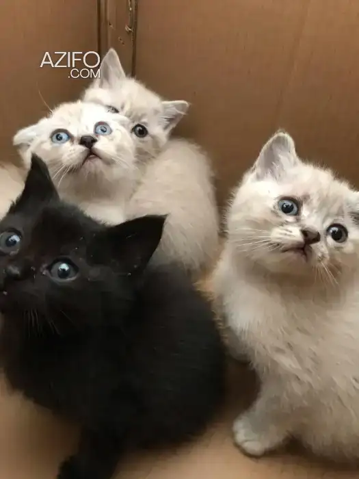 cats Scottish in Casablanca, MOROCCO | Azifo