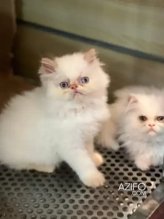 un chaton de race Persan ou Himalayen in Témara, MOROCCO | Azifo