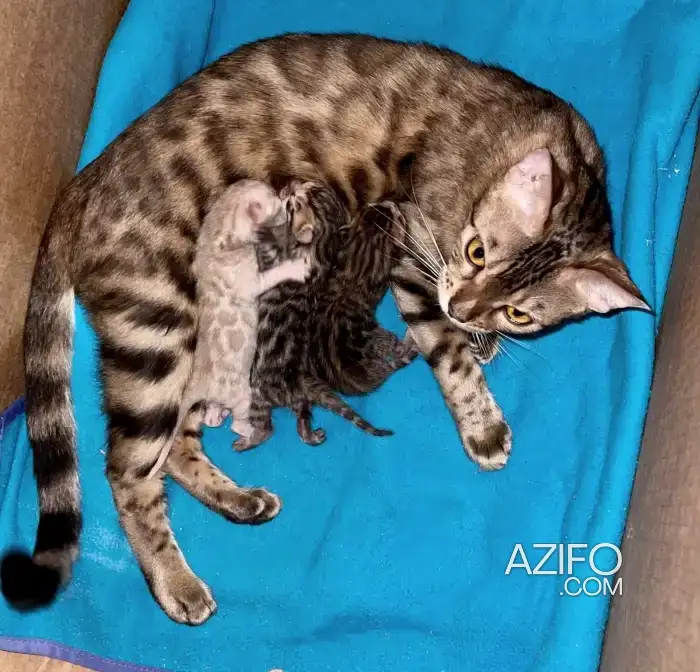 Chat Bengal in Rabat, MOROCCO | Azifo