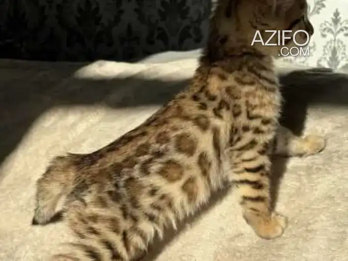 chat bengal in Casablanca, MOROCCO | Azifo