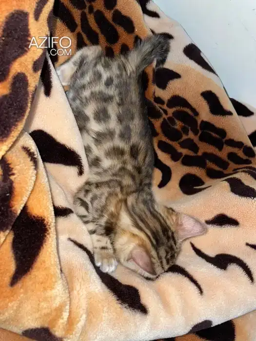 bengal bébé in Casablanca, MOROCCO | Azifo