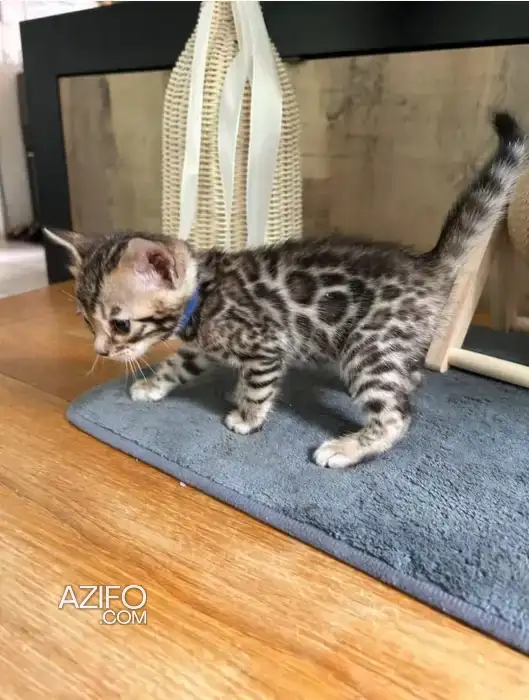 bengal bébé in Casablanca, MOROCCO | Azifo