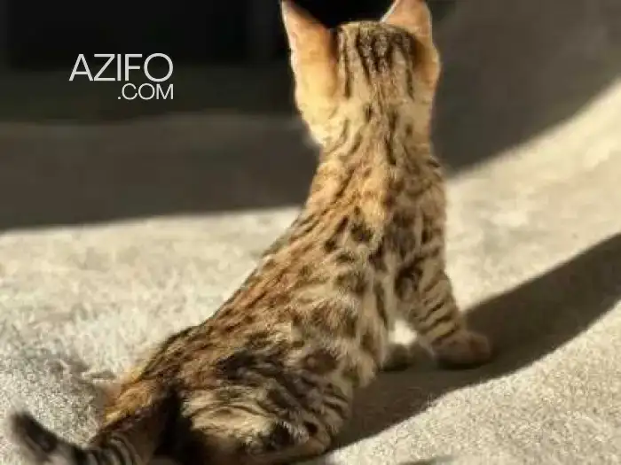 Bengal in Casablanca, MOROCCO | Azifo