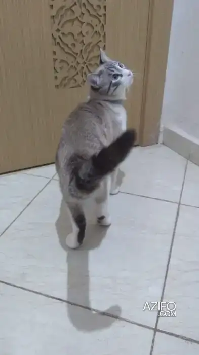 Chat à adopter in Marrakech, MOROCCO | Azifo