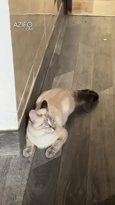 chat Siamois in Casablanca, MOROCCO | Azifo