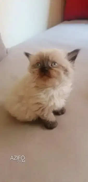 Chat persan siamois âgé d'un mois in Marrakech, MOROCCO | Azifo