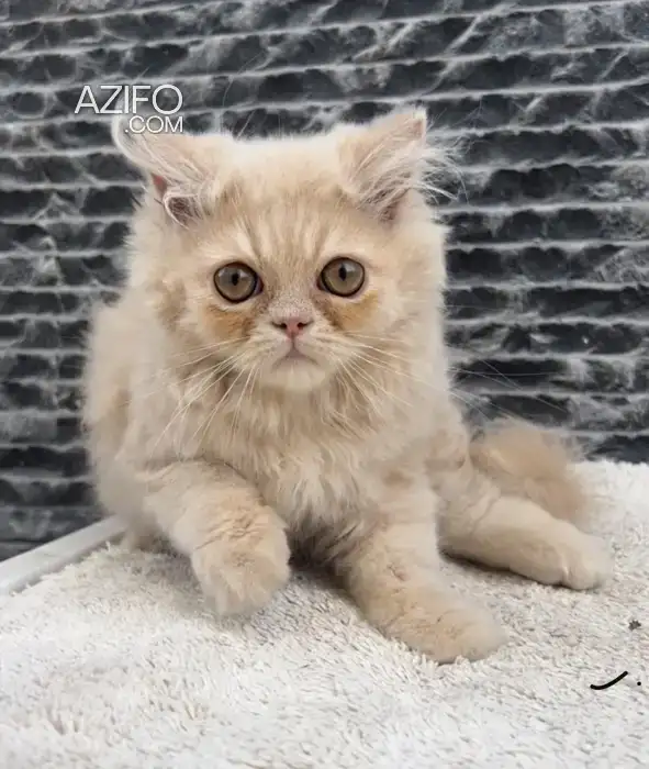 Chat Persan in Casablanca, MOROCCO | Azifo