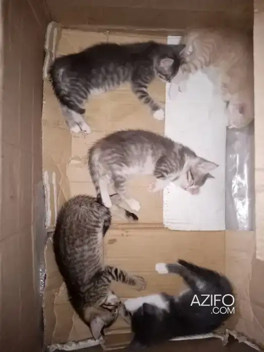 Adoption d'une chatte avec ses bébés in Casablanca, MOROCCO | Azifo