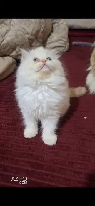Chat persan himalaya in Rabat, MOROCCO | Azifo