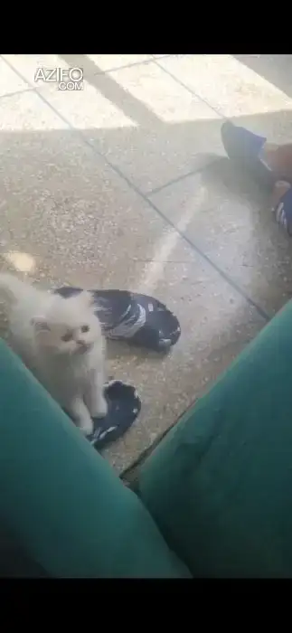 Chat persan himalaya in Rabat, MOROCCO | Azifo