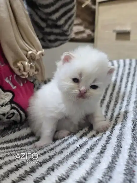 Chat persan himalaya in Rabat, MOROCCO | Azifo