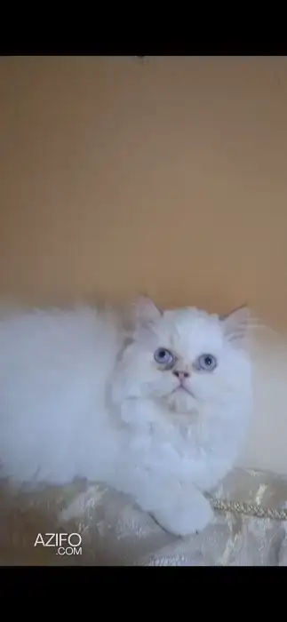 Chat persan himalaya in Rabat, MOROCCO | Azifo