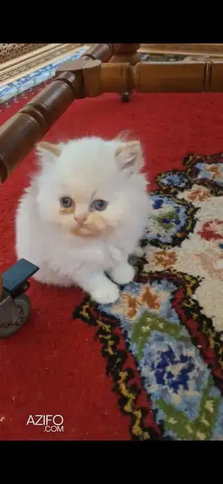 Chat persan himalaya in Rabat, MOROCCO | Azifo