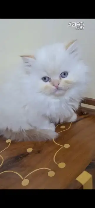 Chat persan himalaya in Rabat, MOROCCO | Azifo