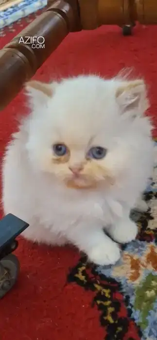 Chat persan himalaya in Rabat, MOROCCO | Azifo