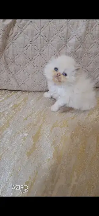 Chat persan in Rabat, MOROCCO | Azifo