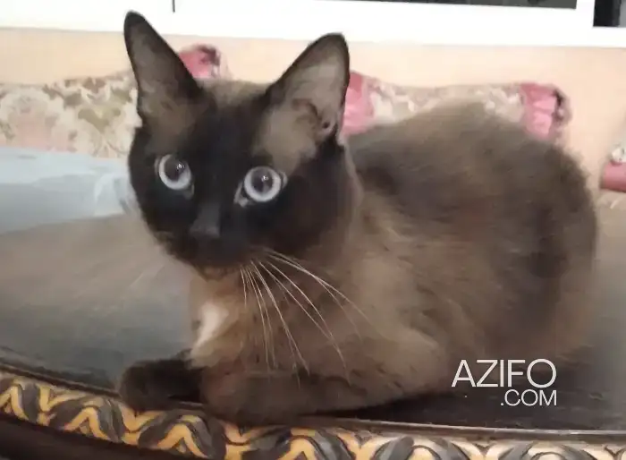 Chat siamois à donner in Casablanca, MOROCCO | Azifo