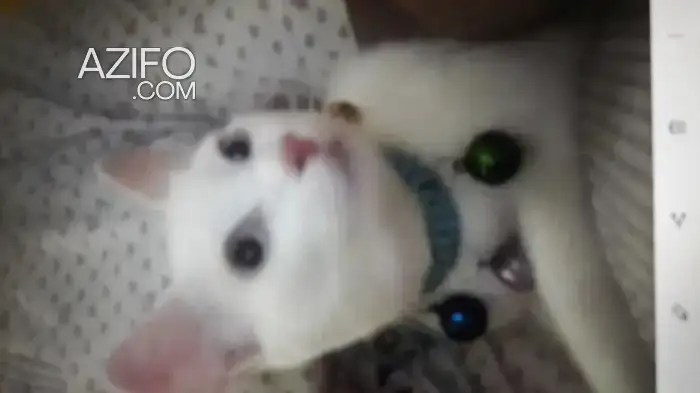 chat khaw mani in Tanger-Assilah, MOROCCO | Azifo