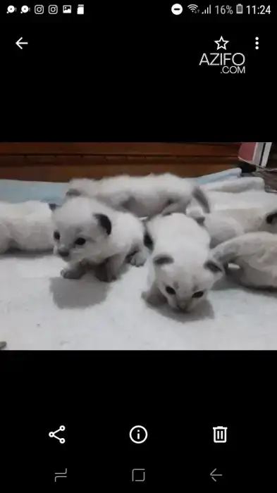siamois 3 mois f et 7 bebe ba9a lihom 2 semine in Rabat, MOROCCO | Azifo