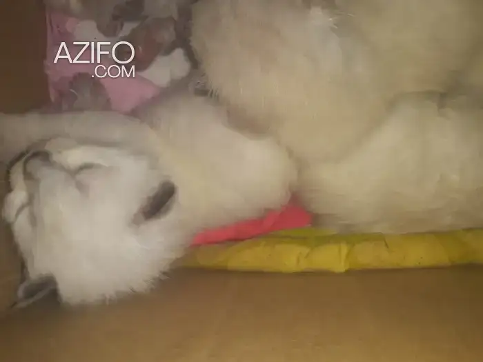 siamoa bermanie et hamalai 3 garcon 3 fille in Rabat, MOROCCO | Azifo