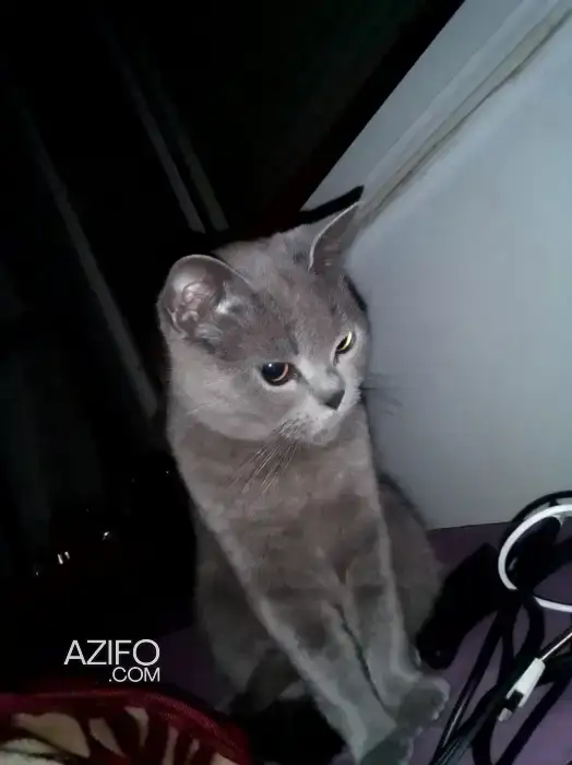 BRITISH SHORTHAIR in Casablanca, MOROCCO | Azifo