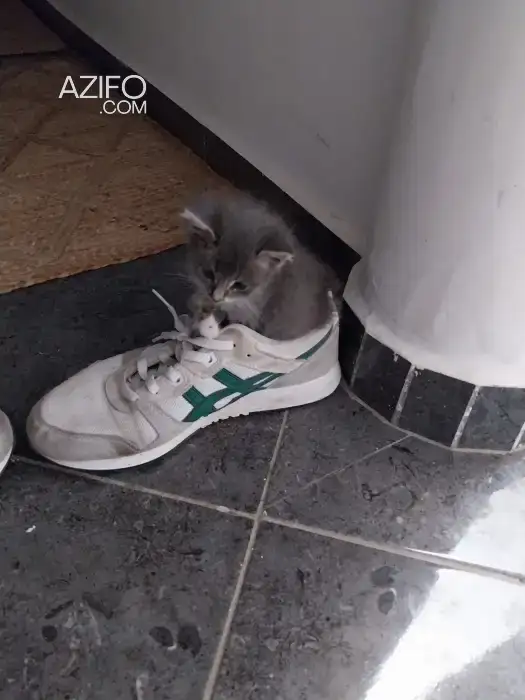 Donne 2 bébé chats in Agadir, MOROCCO | Azifo
