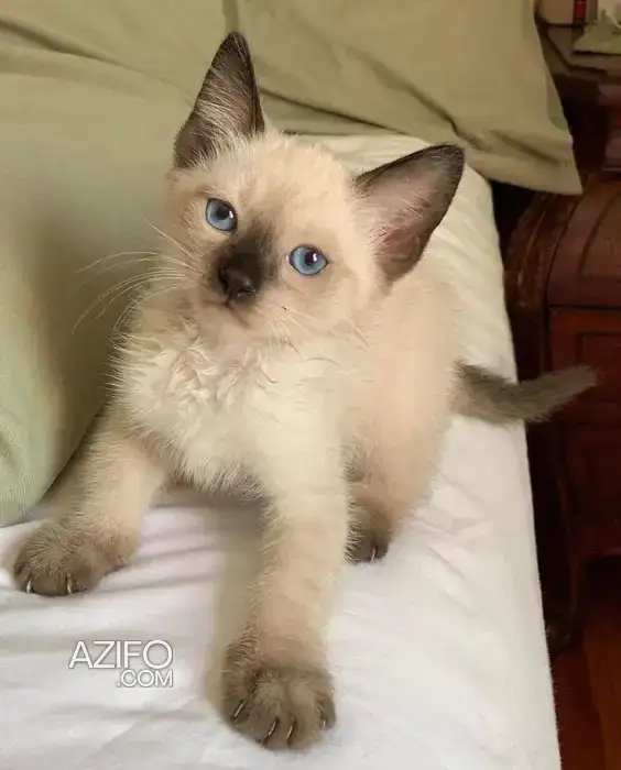 chat siamois in Rabat, MOROCCO | Azifo