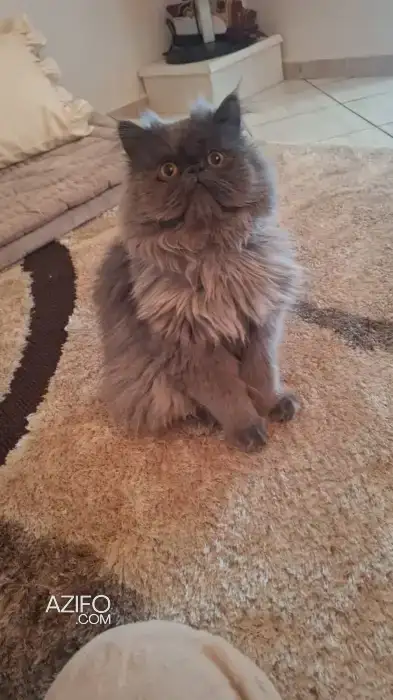 Chat persan in Oujda, MOROCCO | Azifo