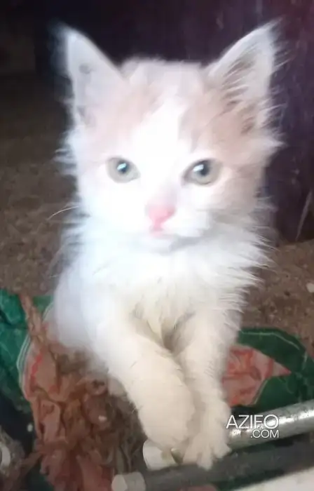 donne chaton de quatre mois pour adoption in Temara, MOROCCO | Azifo