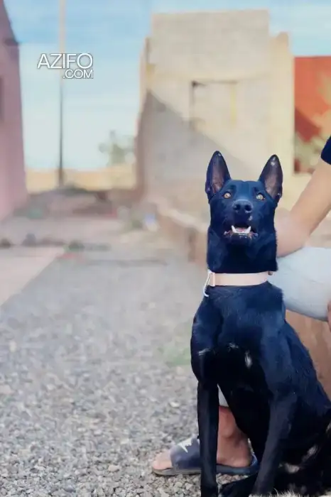 Chiot Mâle Berger Malinois Noir de 9 mois et demi in Marrakech, MOROCCO | Azifo