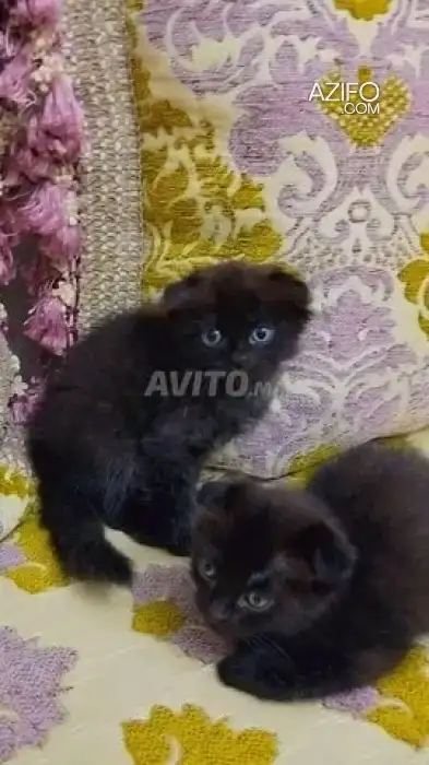 Scottish cat a vendre in Tanger-Assilah, MOROCCO | Azifo