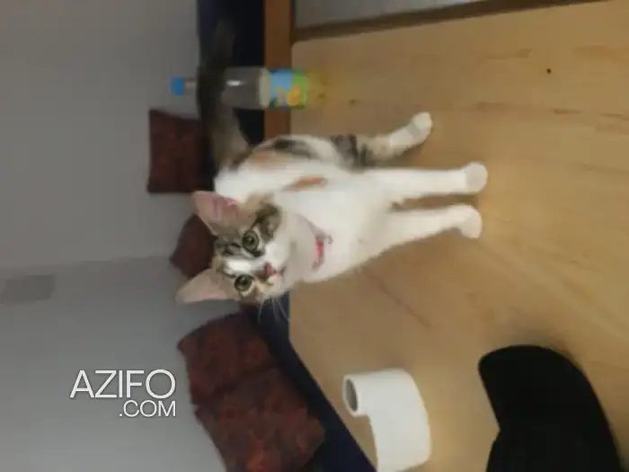 don de chat gratuit in Meknes, MOROCCO | Azifo
