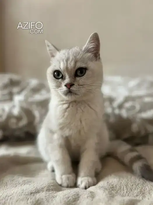 Chat british chinchilla in Mohammédia, MOROCCO | Azifo