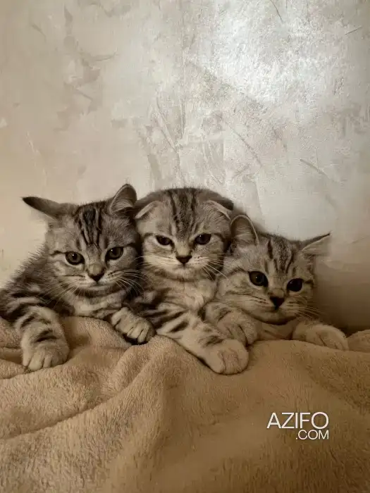 Chats scottish fold et straight in Mohammédia, MOROCCO | Azifo