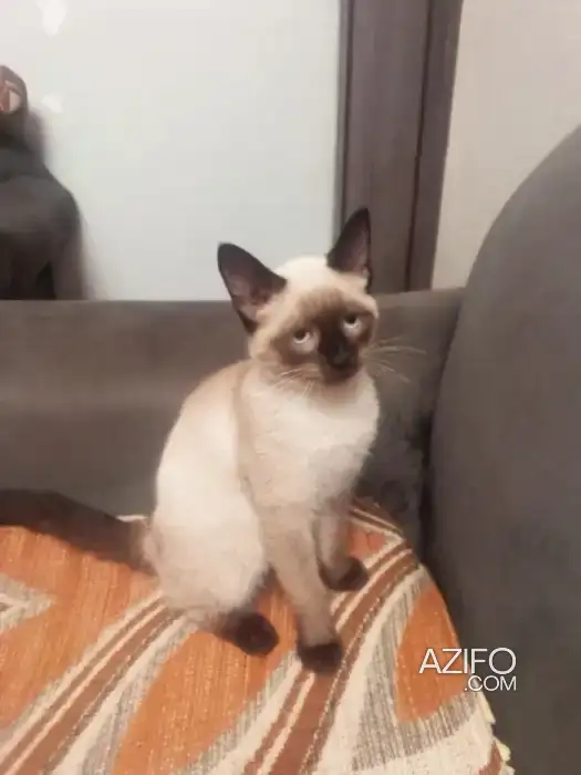 Chat siamois female à vendre in Casablanca, MOROCCO | Azifo
